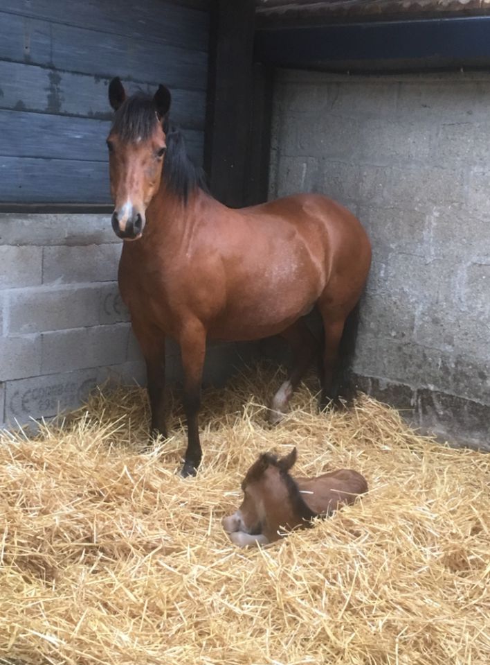 Yegua de ganadería New Forest En venta 2003 Bayo