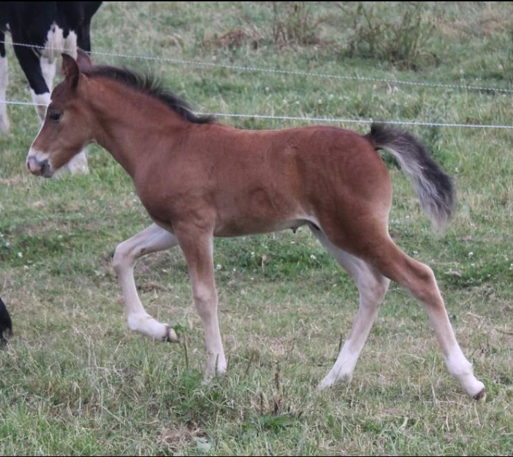 Yegua de ganadería New Forest En venta 2003 Bayo