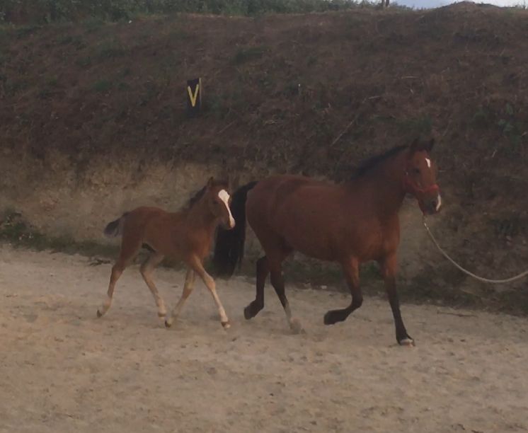 Yegua de ganadería New Forest En venta 2003 Bayo