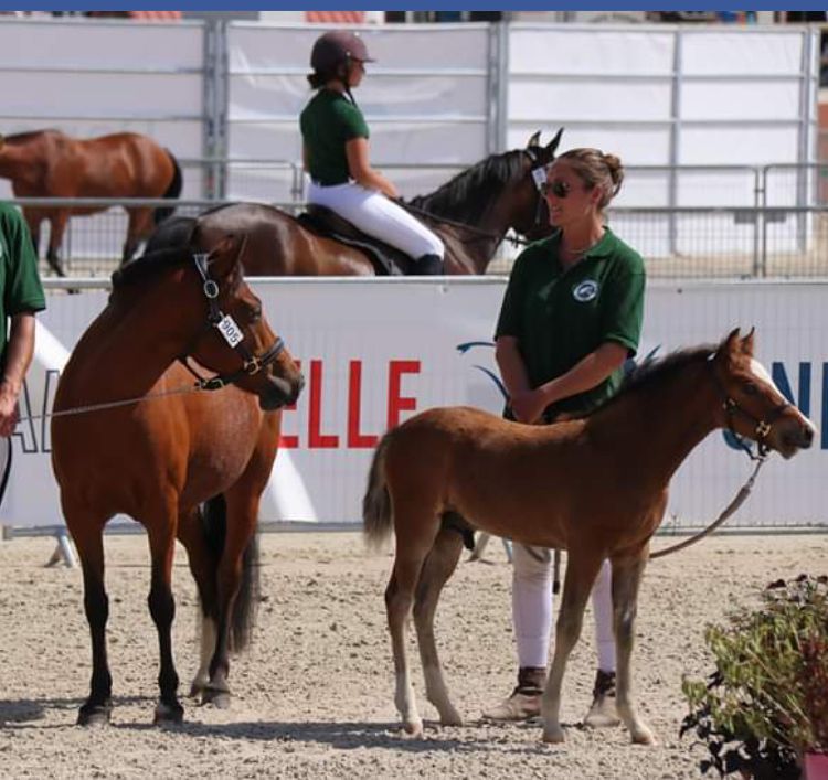 Yegua de ganadería New Forest En venta 2003 Bayo