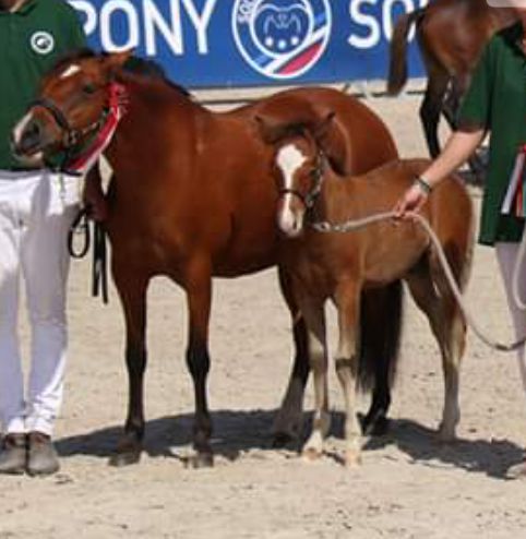 Yegua de ganadería New Forest En venta 2003 Bayo