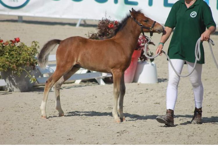 Yegua de ganadería New Forest En venta 2003 Bayo