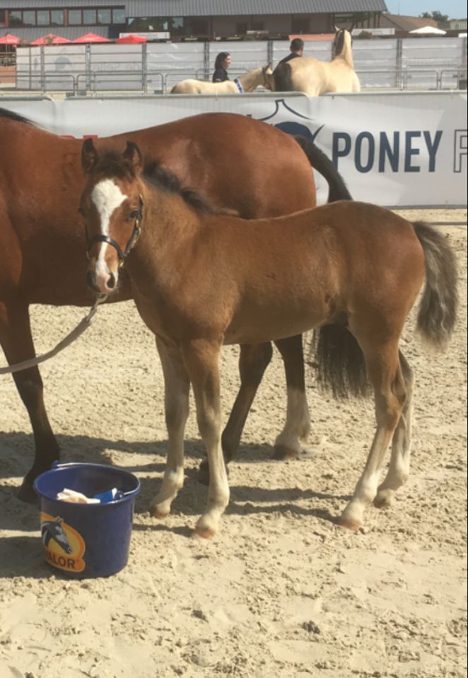 Yegua de ganadería New Forest En venta 2003 Bayo