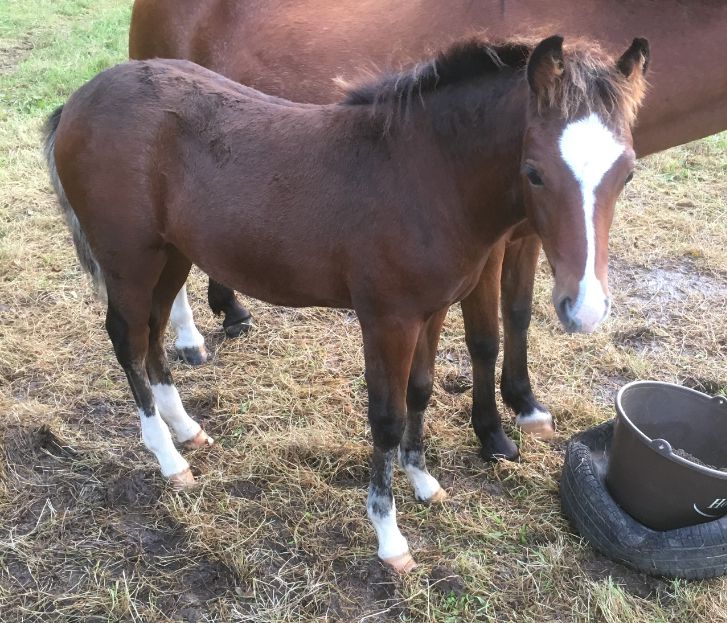 Yegua de ganadería New Forest En venta 2003 Bayo
