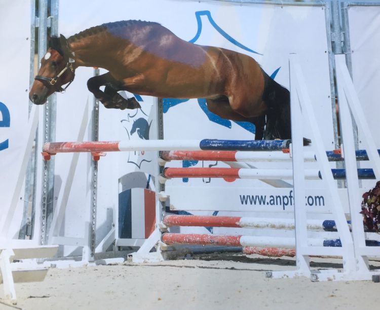 Yegua de ganadería New Forest En venta 2003 Bayo