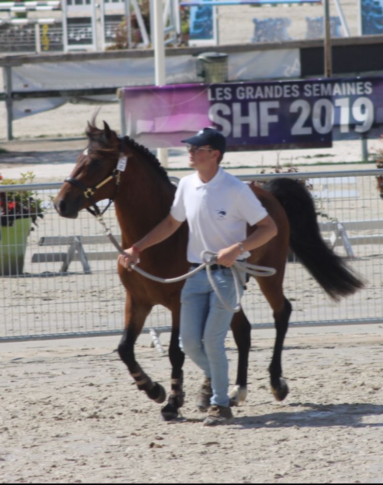 Yegua de ganadería New Forest En venta 2003 Bayo