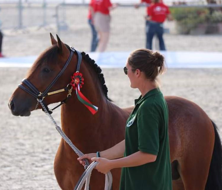 Yegua de ganadería New Forest En venta 2003 Bayo