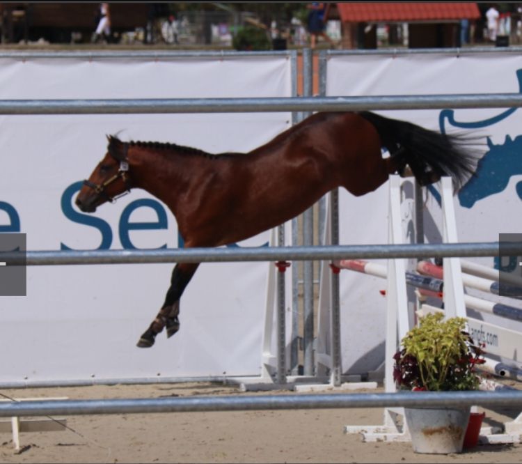 Yegua de ganadería New Forest En venta 2003 Bayo