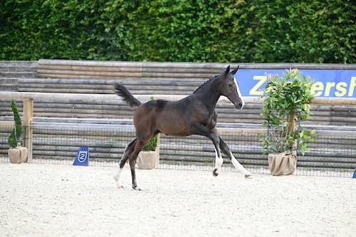 Potranca Zangersheide En venta 2024 Bayo por Glasgow w vh merelsnest