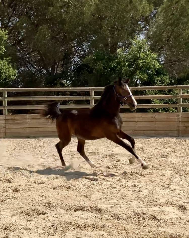 Potranca Zangersheide En venta 2024 Bayo por Glasgow w vh merelsnest