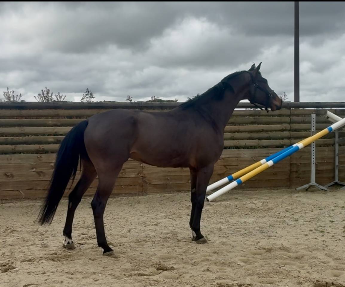 Caballo castrado Hannoveriano En venta 2021 Bayo por FUSIONIST