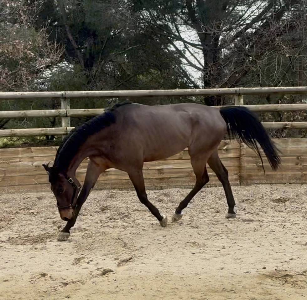 Caballo castrado Hannoveriano En venta 2021 Bayo por FUSIONIST