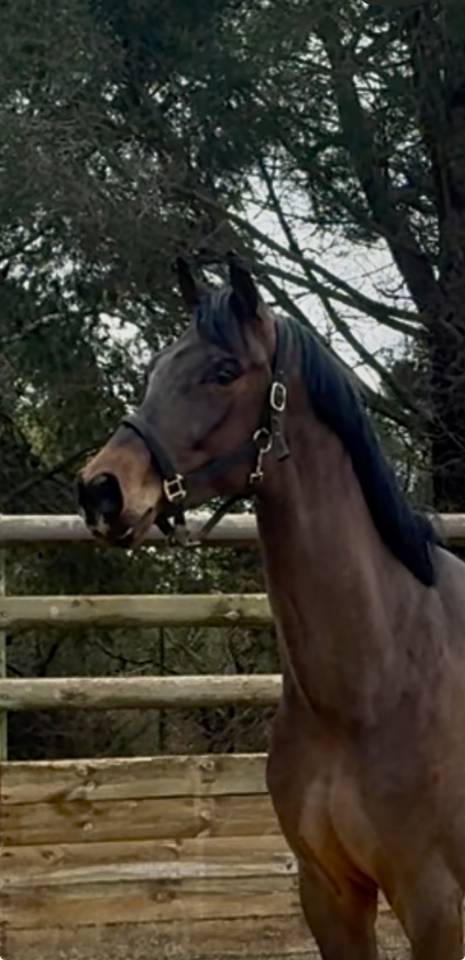 Caballo castrado Hannoveriano En venta 2021 Bayo por FUSIONIST