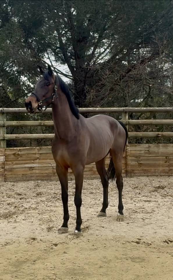 Caballo castrado Hannoveriano En venta 2021 Bayo por FUSIONIST