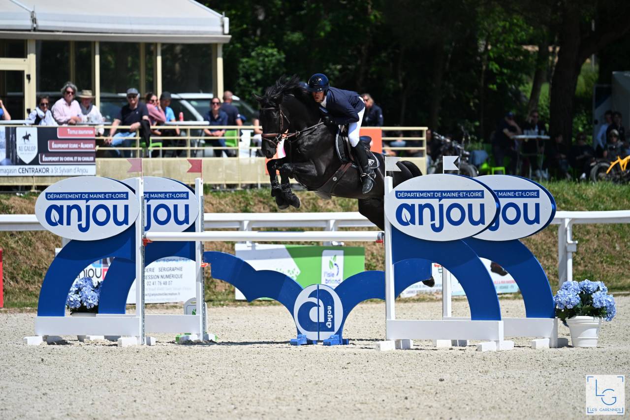 HEROE DE CAFENY - Silla Franc&eacute;s 2017 por DIAMANT DE SEMILLY