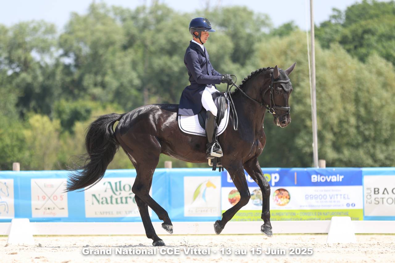 HEROE DE CAFENY - Silla Franc&eacute;s 2017 por DIAMANT DE SEMILLY