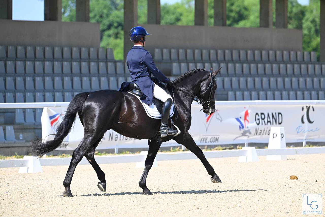 HEROE DE CAFENY - Silla Franc&eacute;s 2017 por DIAMANT DE SEMILLY