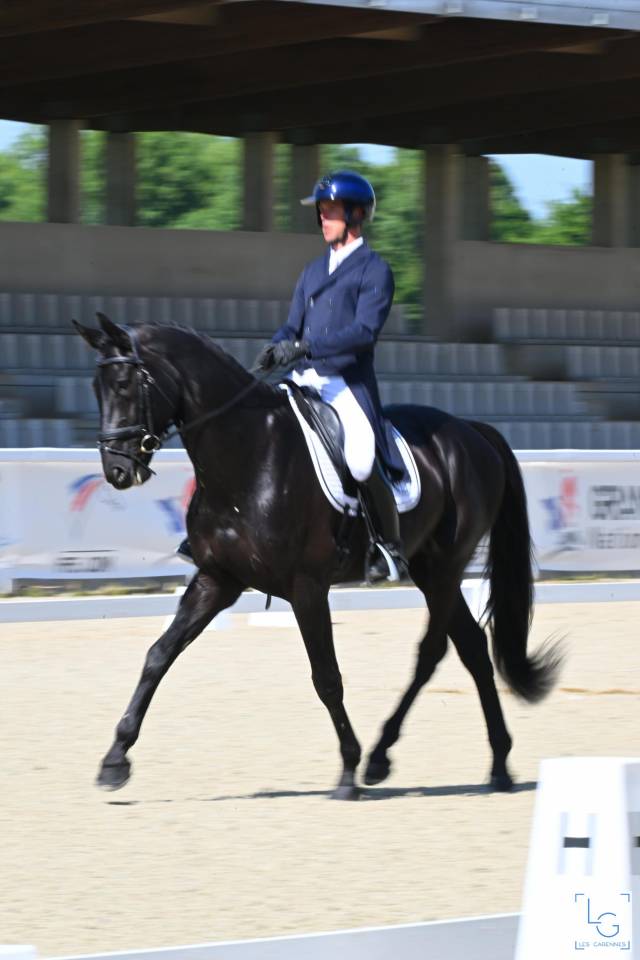 HEROE DE CAFENY - Silla Franc&eacute;s 2017 por DIAMANT DE SEMILLY