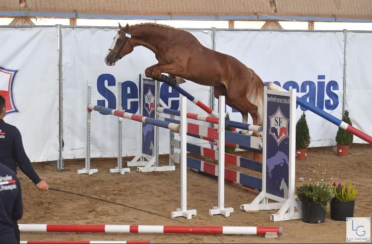Gracieux d'Osmont - Silla Francés 2016 por jadis de toscane  sfa