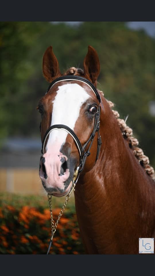 Gracieux d'Osmont - Silla Francés 2016 por jadis de toscane  sfa