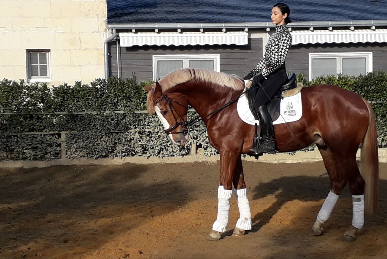 Gracieux d'Osmont - Silla Francés 2016 por jadis de toscane  sfa