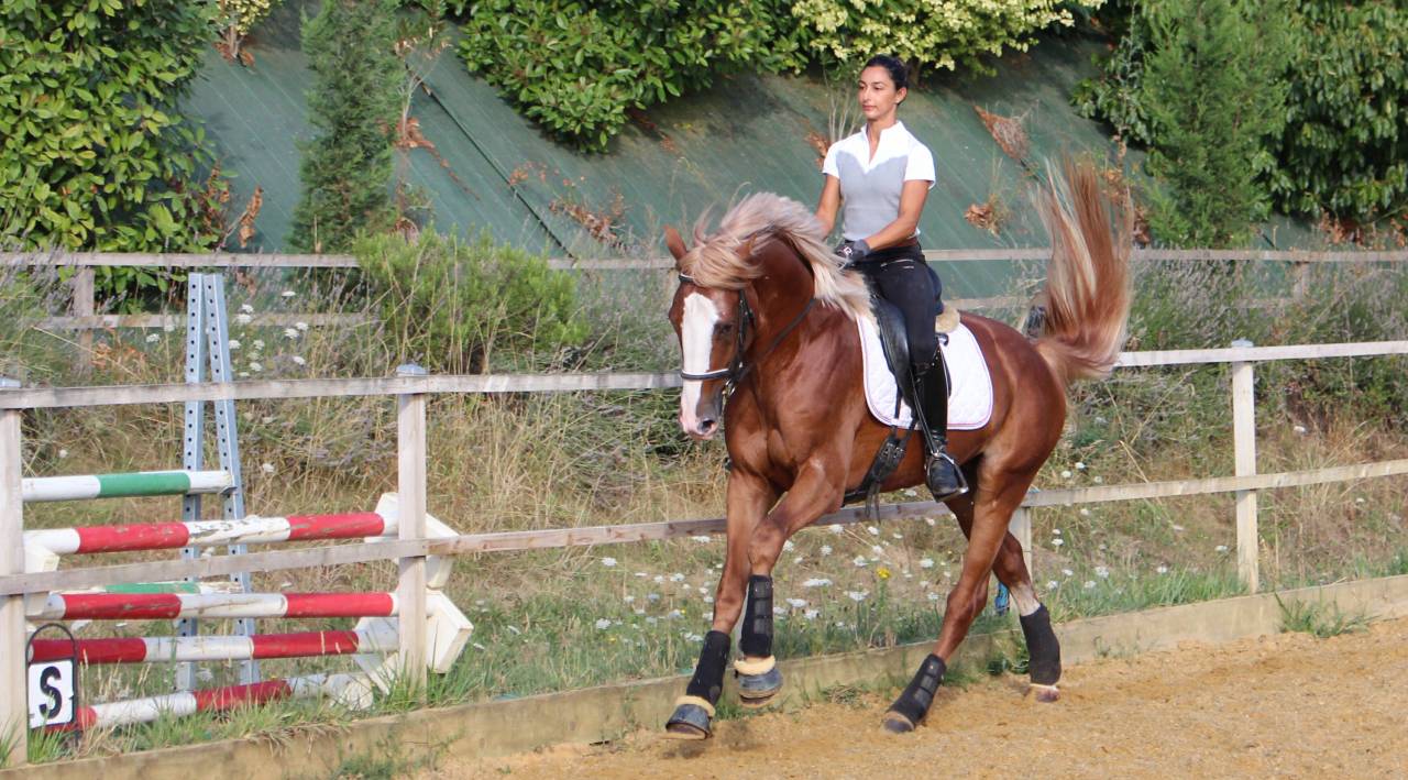 Gracieux d'Osmont - Silla Francés 2016 por jadis de toscane  sfa