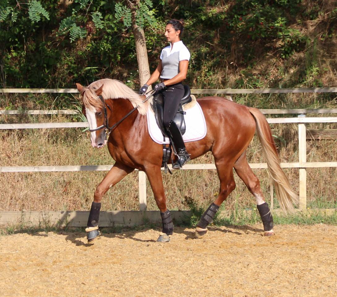 Gracieux d'Osmont - Silla Francés 2016 por jadis de toscane  sfa