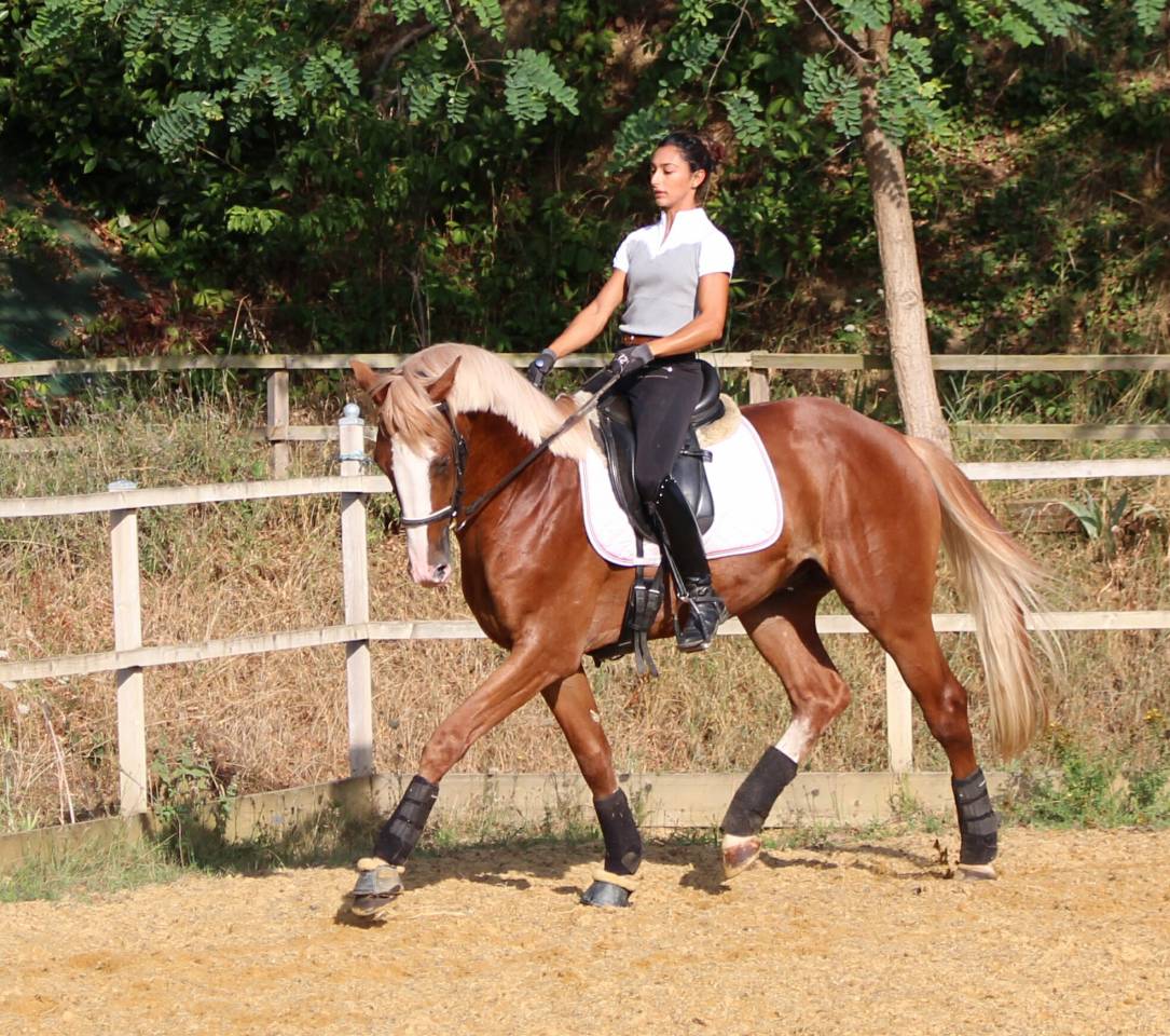 Gracieux d'Osmont - Silla Francés 2016 por jadis de toscane  sfa