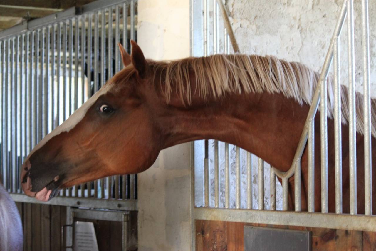 Gracieux d'Osmont - Silla Francés 2016 por jadis de toscane  sfa
