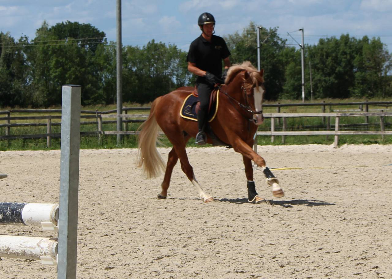 Gracieux d'Osmont - Silla Francés 2016 por jadis de toscane  sfa