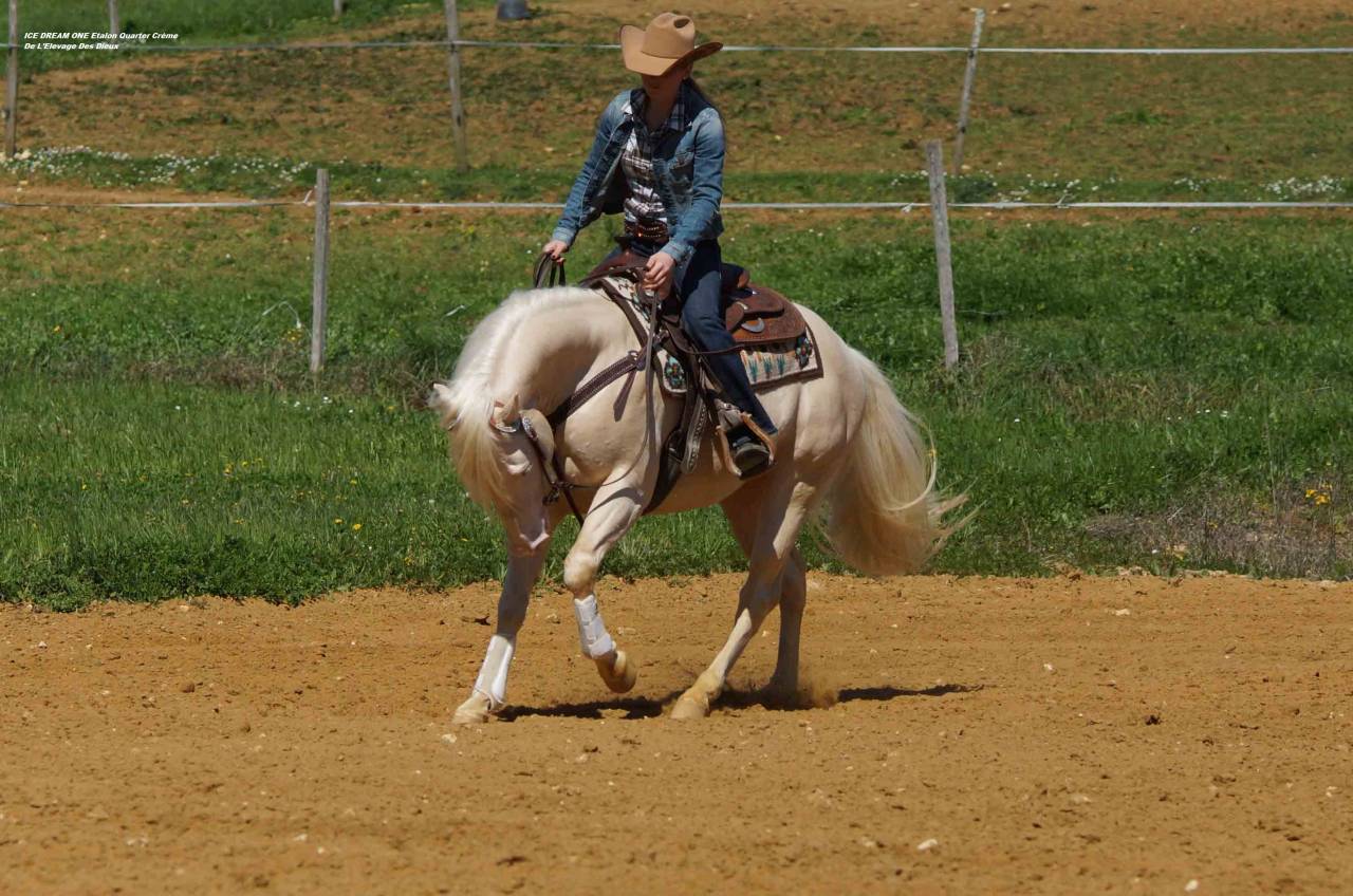 ICE DREAM ONE  - Quarter Horse 2011 por MR TUFFEASY SMOKE