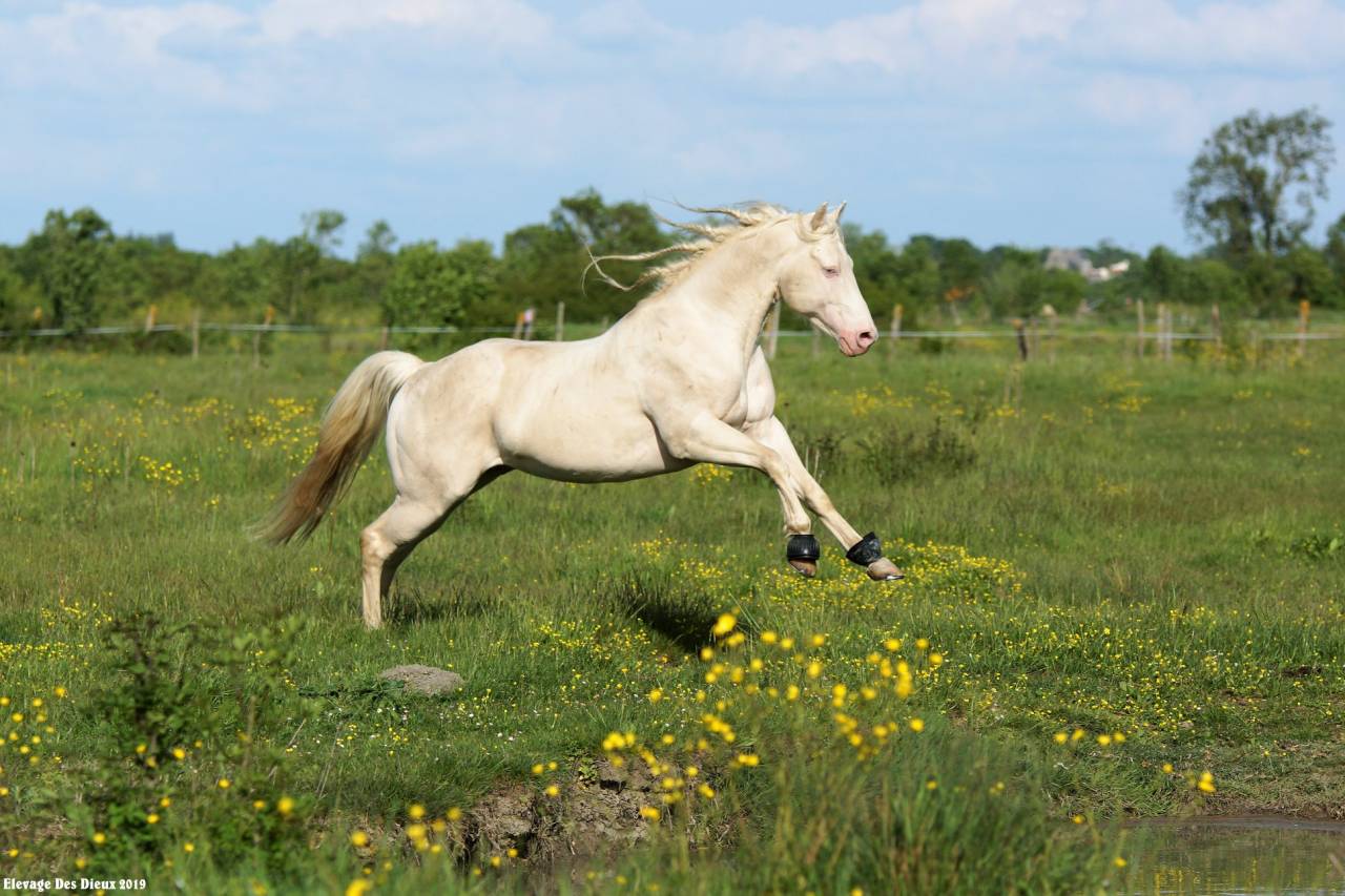 ICE DREAM ONE  - Quarter Horse 2011 por MR TUFFEASY SMOKE