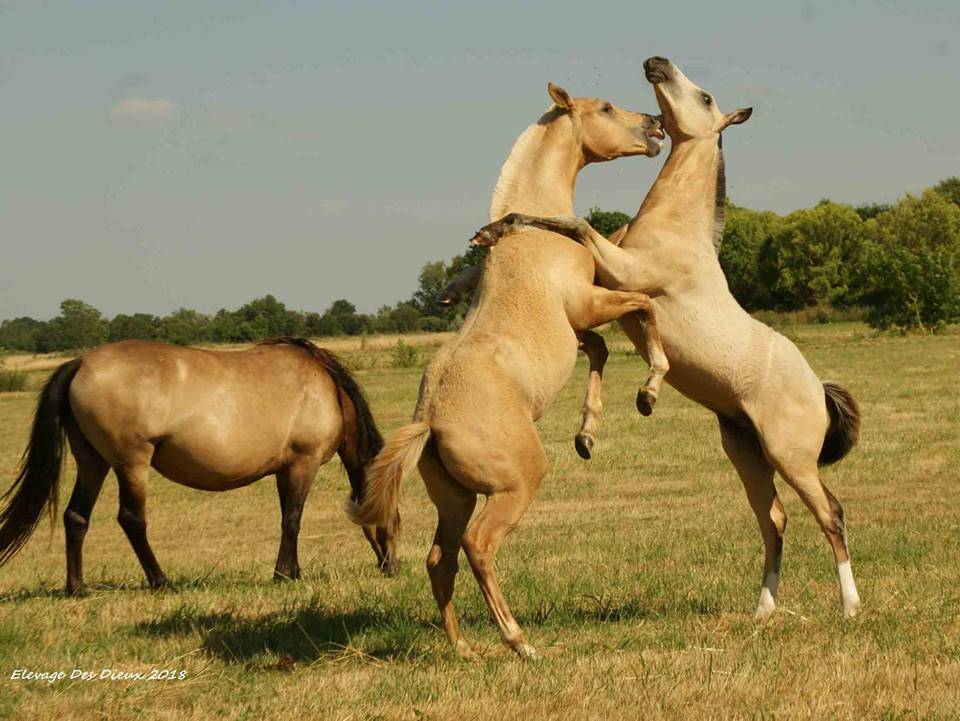 ICE DREAM ONE  - Quarter Horse 2011 por MR TUFFEASY SMOKE