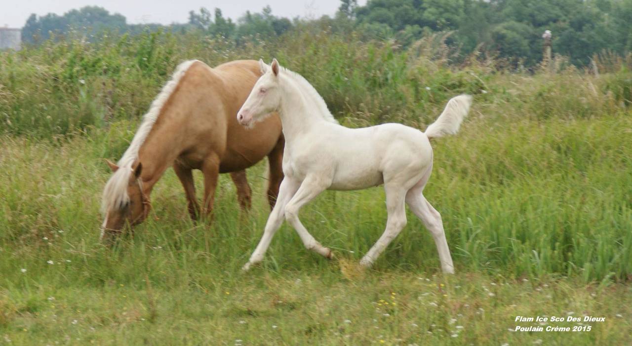 ICE DREAM ONE  - Quarter Horse 2011 por MR TUFFEASY SMOKE