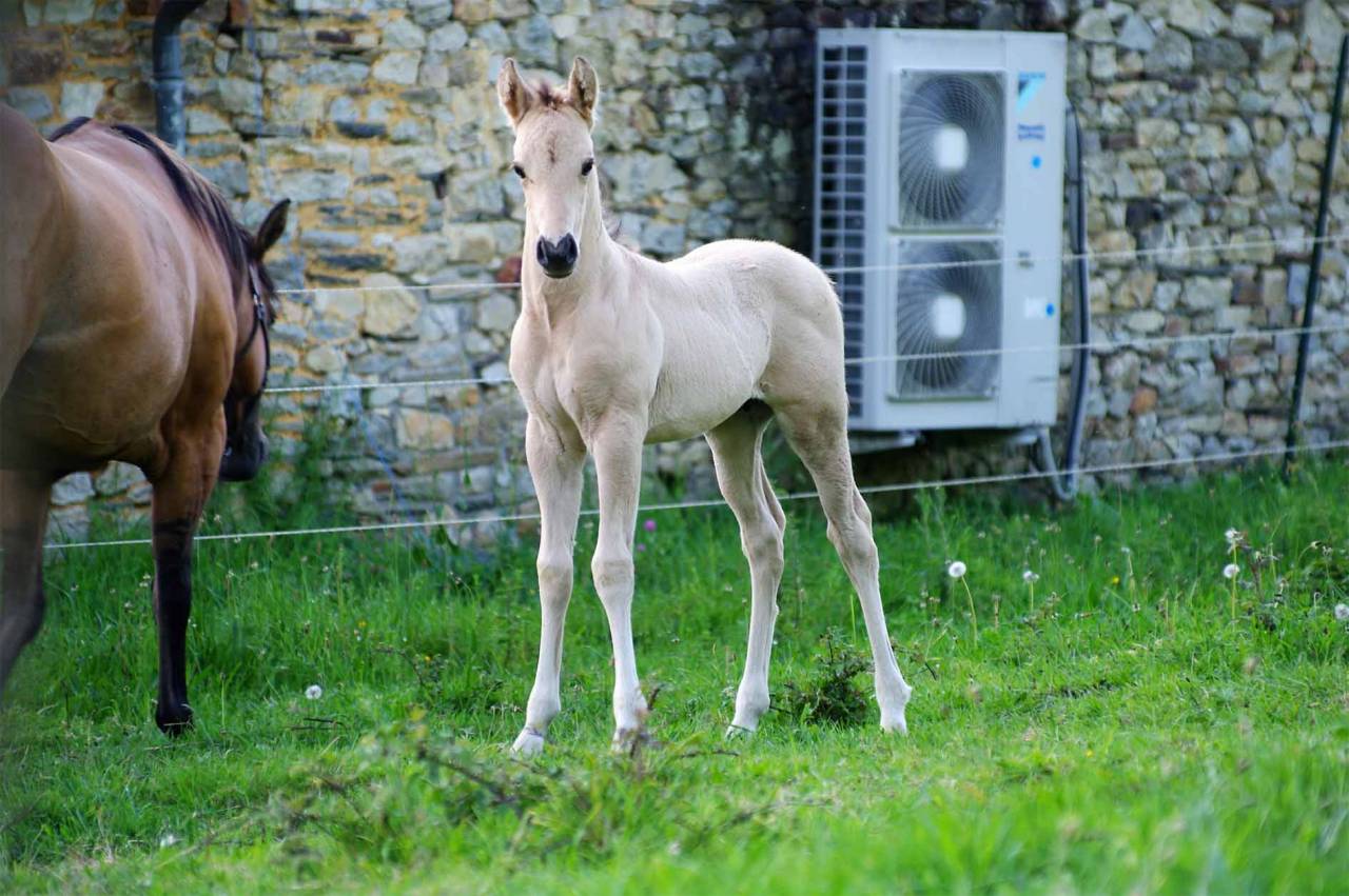 ICE DREAM ONE  - Quarter Horse 2011 por MR TUFFEASY SMOKE