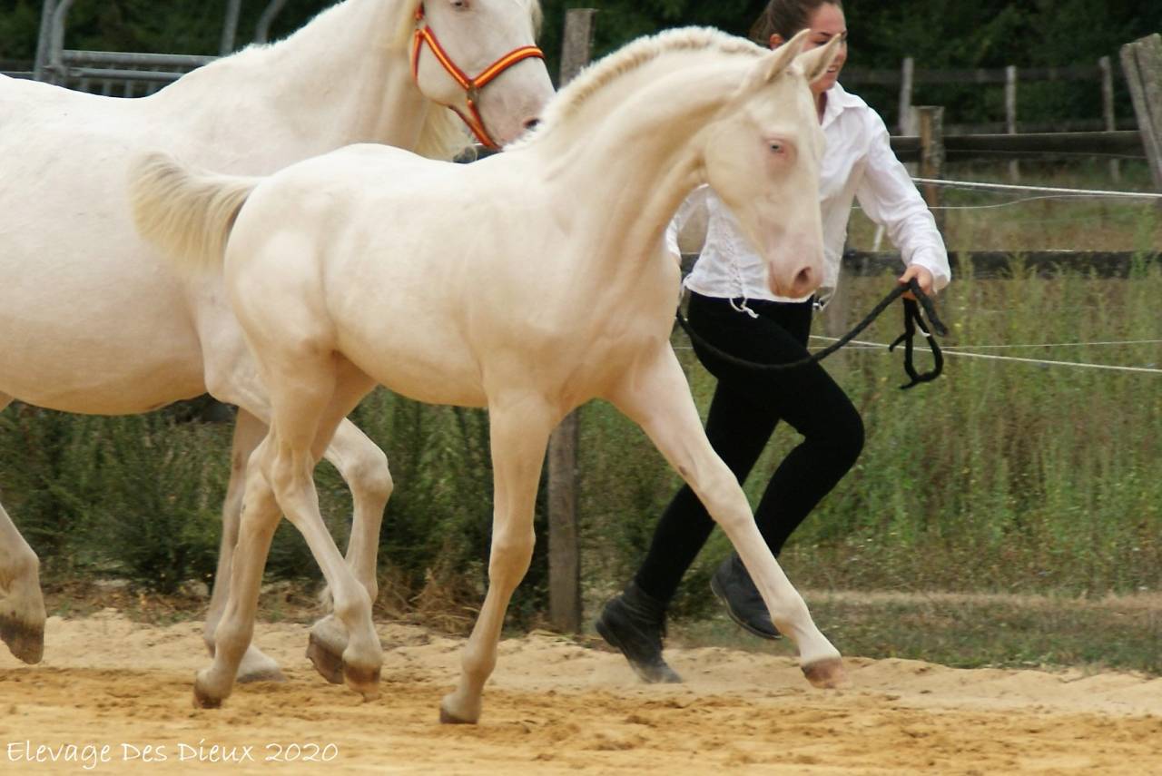 ICE DREAM ONE  - Quarter Horse 2011 por MR TUFFEASY SMOKE