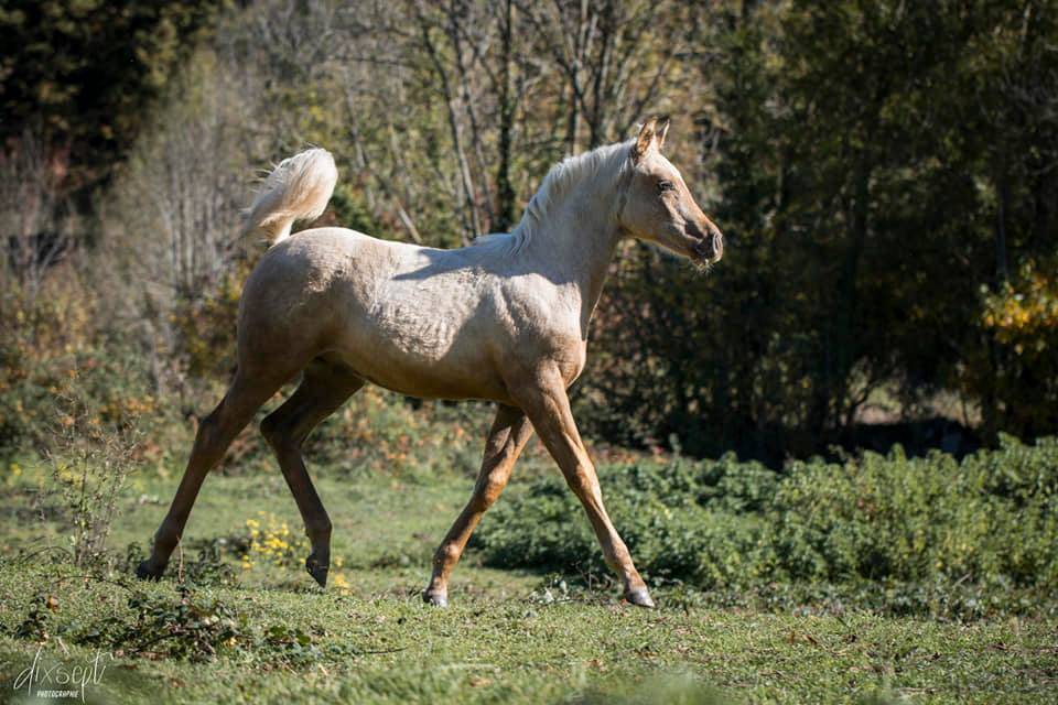 ICE DREAM ONE  - Quarter Horse 2011 por MR TUFFEASY SMOKE