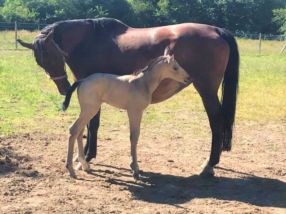 ICE DREAM ONE  - Quarter Horse 2011 por MR TUFFEASY SMOKE