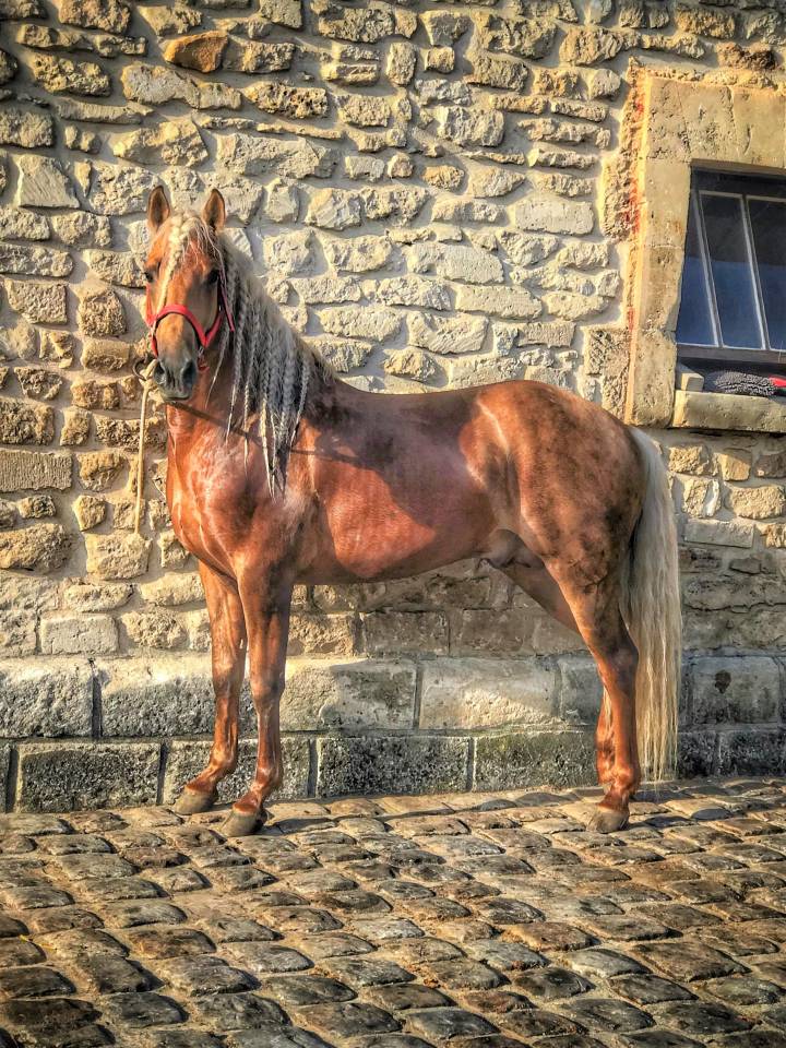 ICE DREAM ONE  - Quarter Horse 2011 por MR TUFFEASY SMOKE