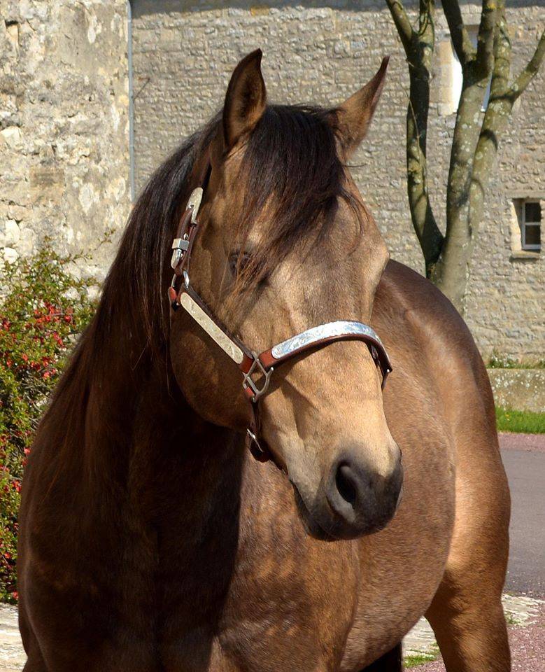 WIMPYS OKIE PINE - Quarter Horse 2007 por Wimpys little Step