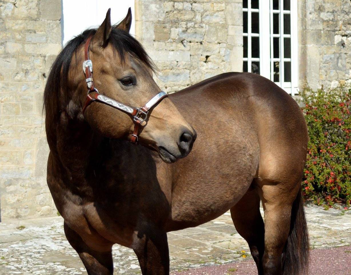 WIMPYS OKIE PINE - Quarter Horse 2007 por Wimpys little Step