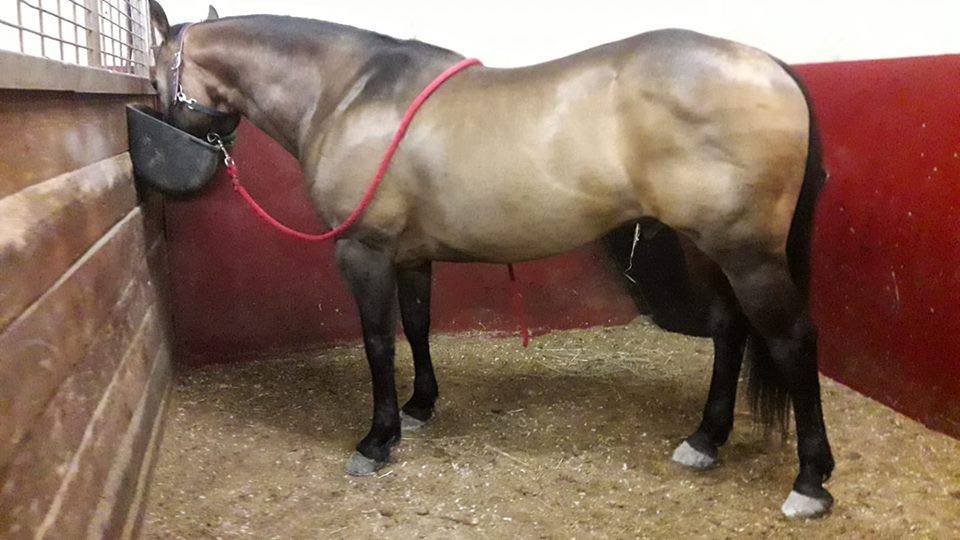 WIMPYS OKIE PINE - Quarter Horse 2007 por Wimpys little Step