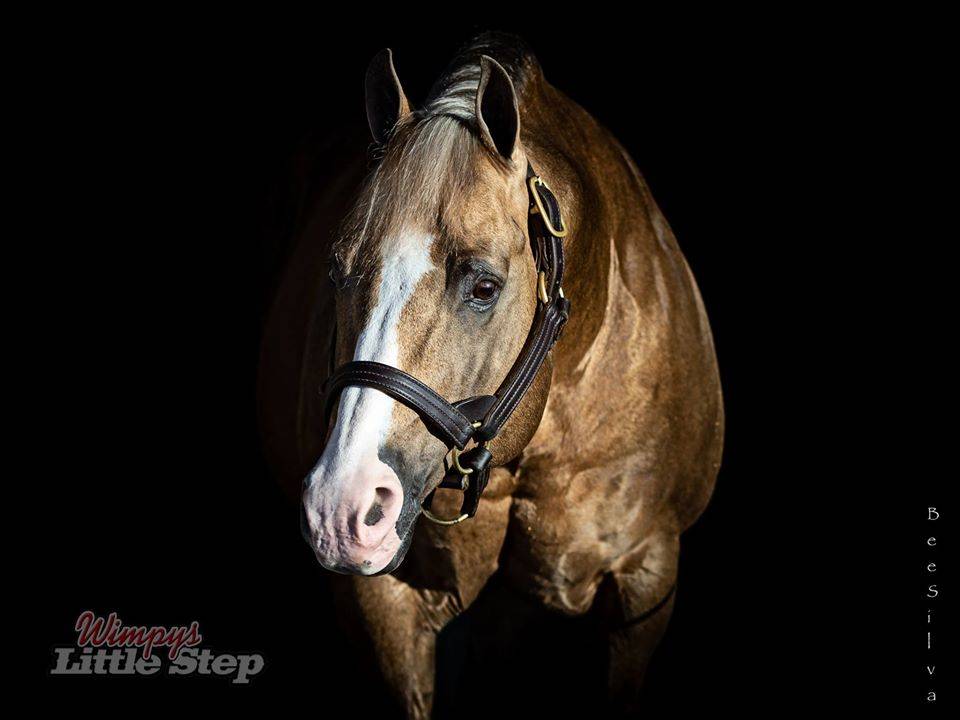 WIMPYS OKIE PINE - Quarter Horse 2007 por Wimpys little Step