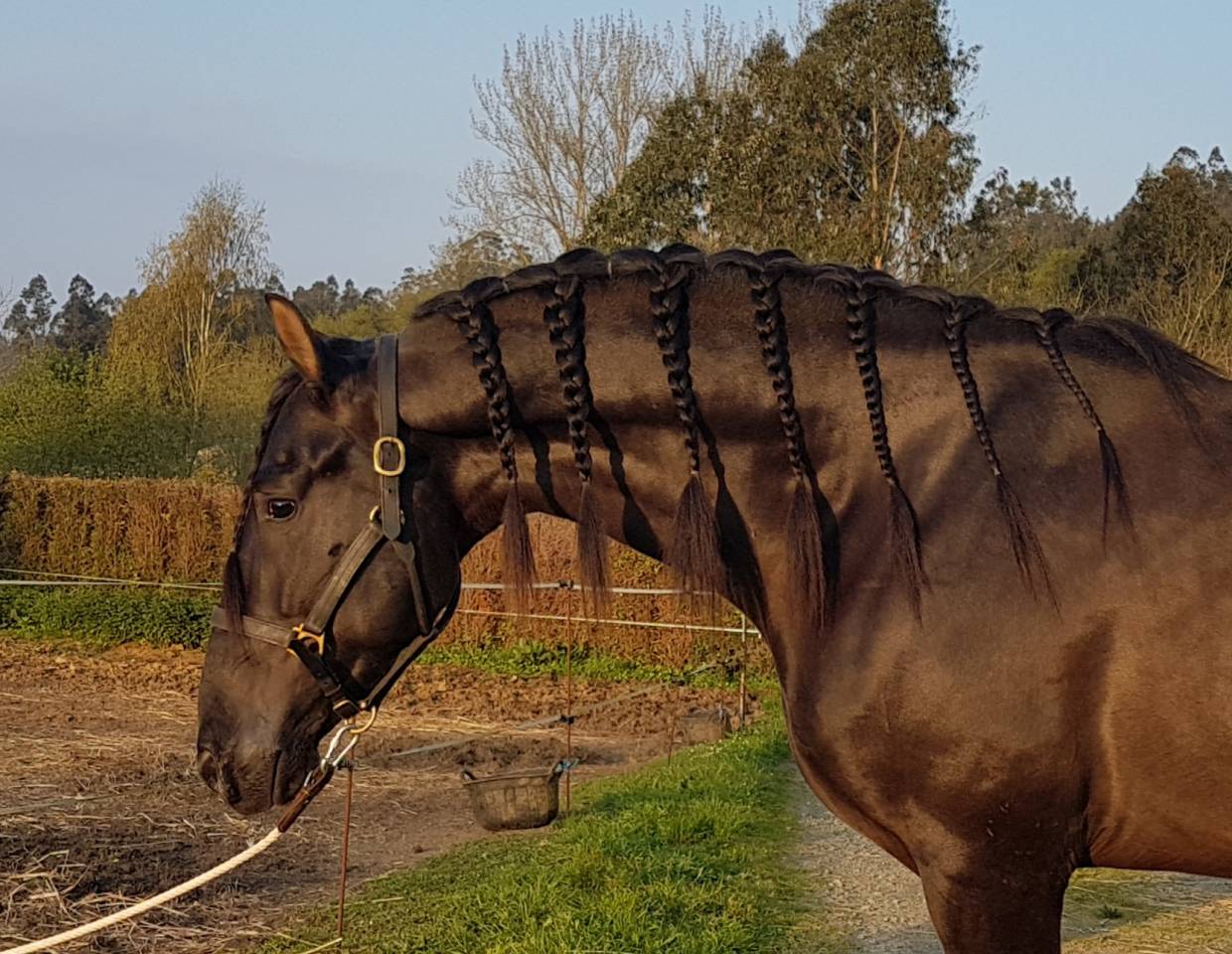 Caballo PRE negro, 1.71 de alzada 