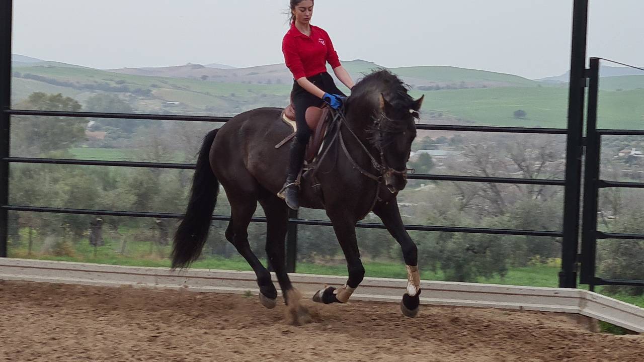 Caballo PRE negro, 1.71 de alzada 