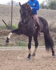 Caballo PRE negro, 1.71 de alzada 