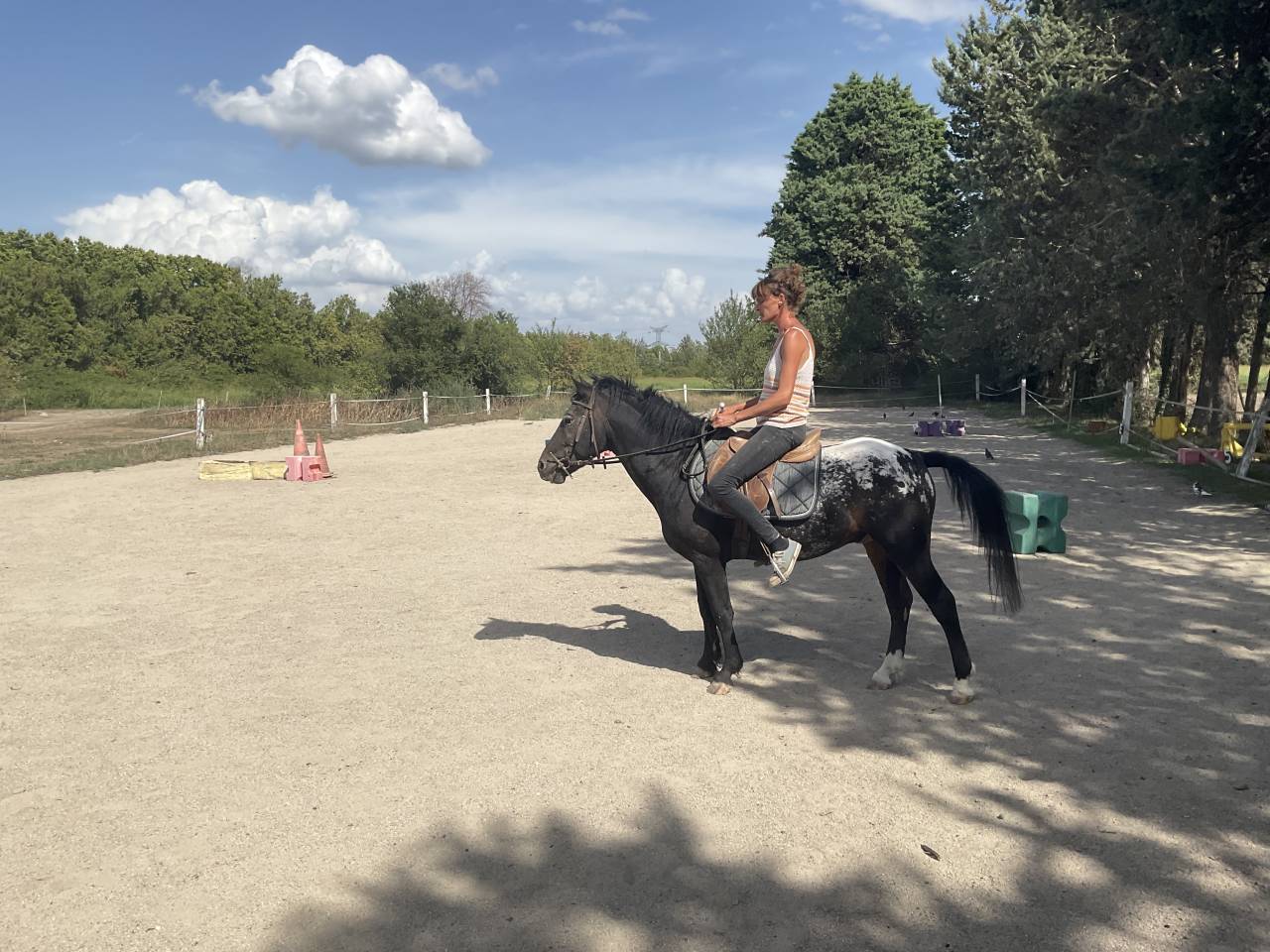 Semental Curly En venta 2011 Appaloosa