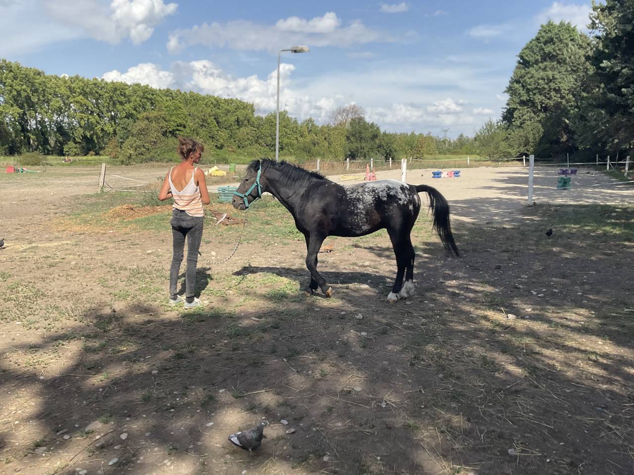 Semental Curly En venta 2011 Appaloosa