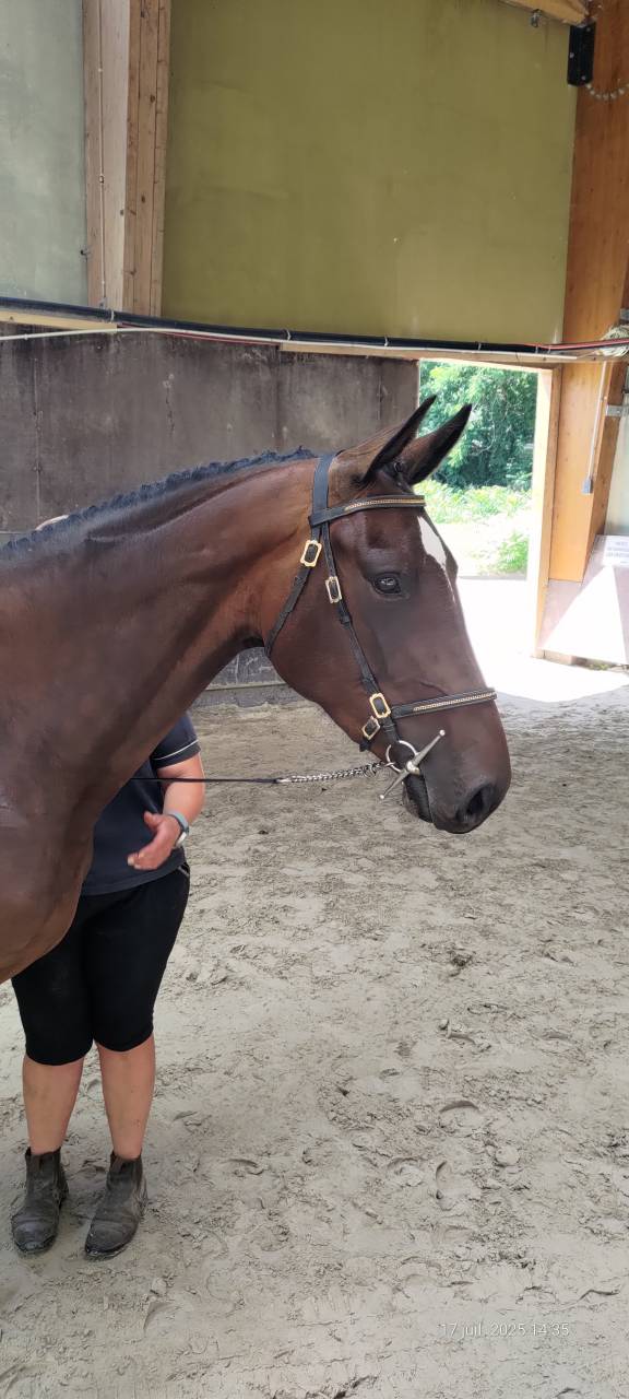 Yegua Silla Francés En venta 2022 Bayo por Andiamo semilly