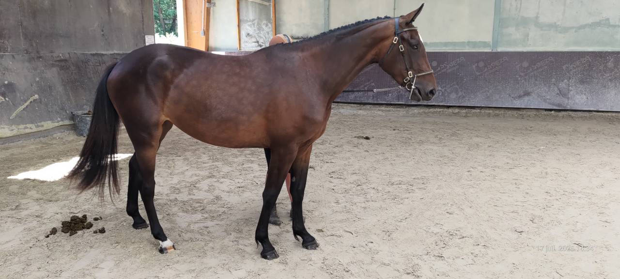 Yegua Silla Francés En venta 2022 Bayo por Andiamo semilly